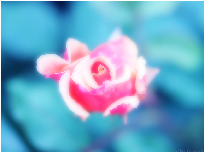 「花の心象」