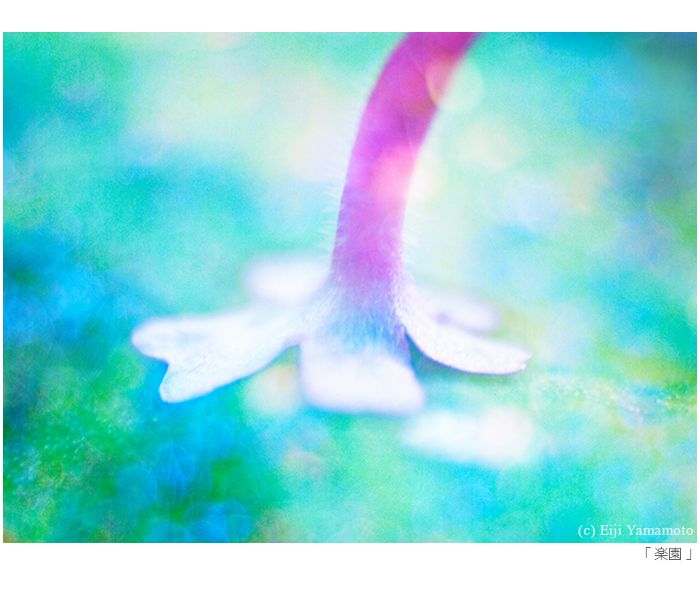 写真展「街」と「花」