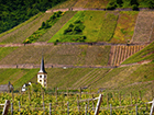 広がるワイン畑